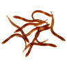 przyneta-glizda-earthworm-opk-10-szt-fishbay