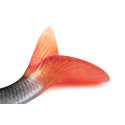 Przynęta FoxRage Ultra-Realistic Roach Replicant 10cm